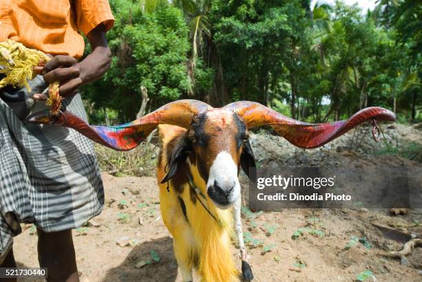 fighting goat with owner kidaai muttu, madurai, tamil nadu, india - hairy indian men stock-fotos und bilder