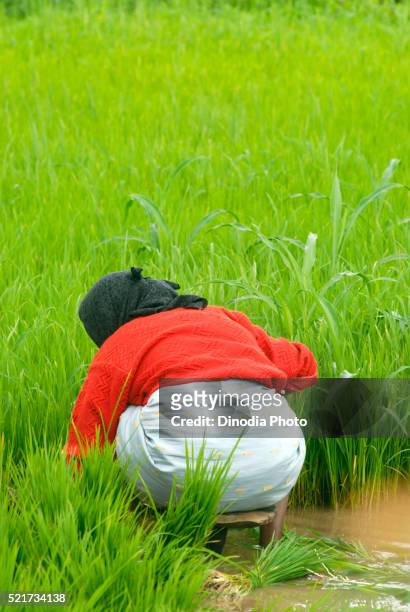 woman sowing rice crop in paddy field, madh, malshej ghat, maharashtra, india - malshej ghat stock-fotos und bilder