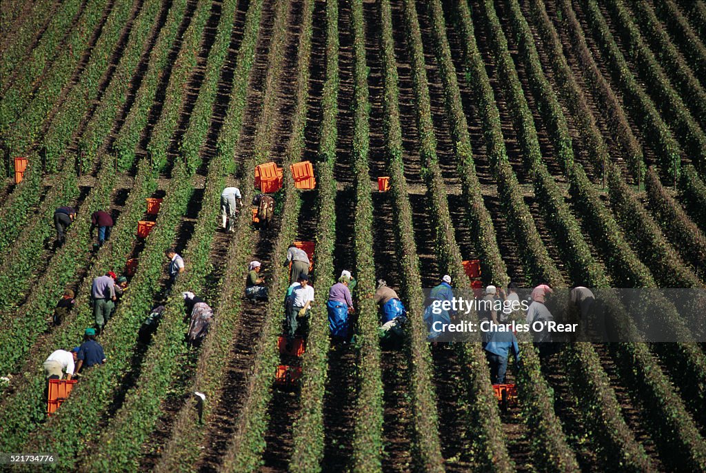 Grape Harvesters in Vineyard