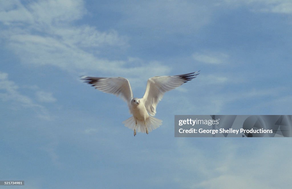 Sea gull like Dove of Peace in flight