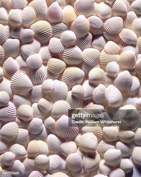 cluster of scallop shells - schaal stockfoto's en -beelden