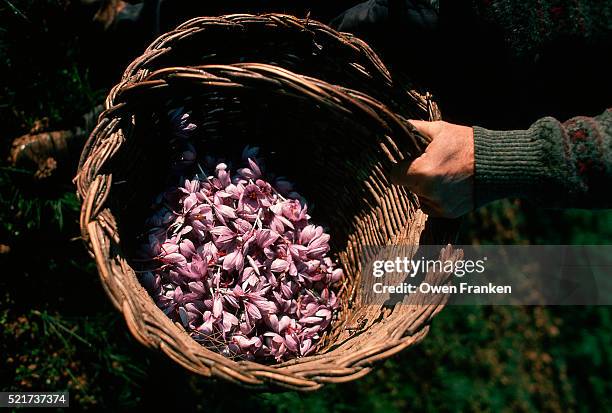 basket of harvested saffron crocus blossoms - saffron stock-fotos und bilder
