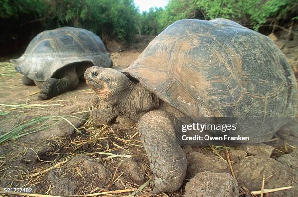 galapagos tortoises - galapagos giant tortoise stock-fotos und bilder