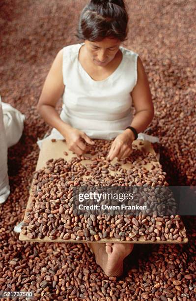 woman sorting cacao beans - cacao organization stock pictures, royalty-free photos & images