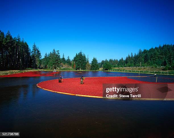 cranberry bog at harvest time - cranberries stock pictures, royalty-free photos & images