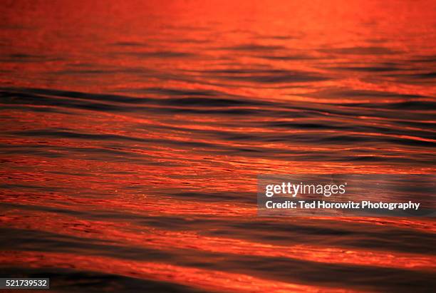 red tide - red_tide stock pictures, royalty-free photos & images