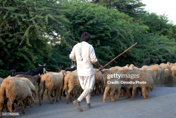 shepherd with sheeps, amreli, gujarat, india - sheep herder india stock pictures, royalty-free photos & images