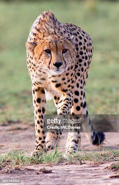 sich anschleichen gepard - gepardenfell stock-fotos und bilder