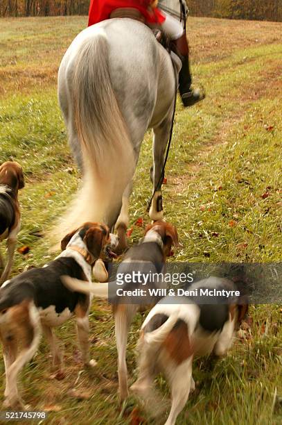 hounds following huntsman - american foxhound stockfoto's en -beelden