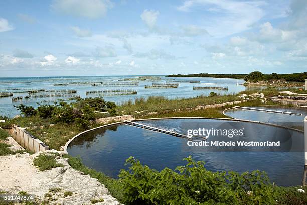 caicos conch farm on providenciales in the turks and caicos - providenciales stock pictures, royalty-free photos & images