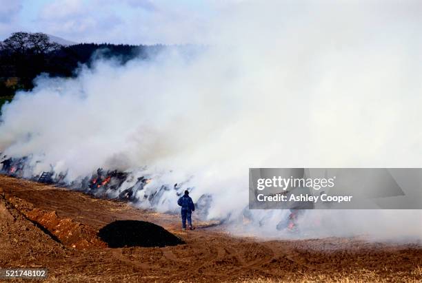 burning foot and mouth diseased animals - foot and mouth disease stock pictures, royalty-free photos & images