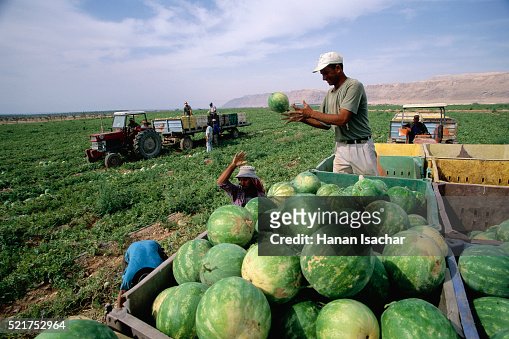 Watermelon Picking Near Jericho