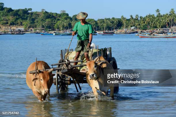 myanmar, rakhine state, ngapali surroundings, lon tha bay, ox cart carrying fresh fish - arakhan stock pictures, royalty-free photos & images