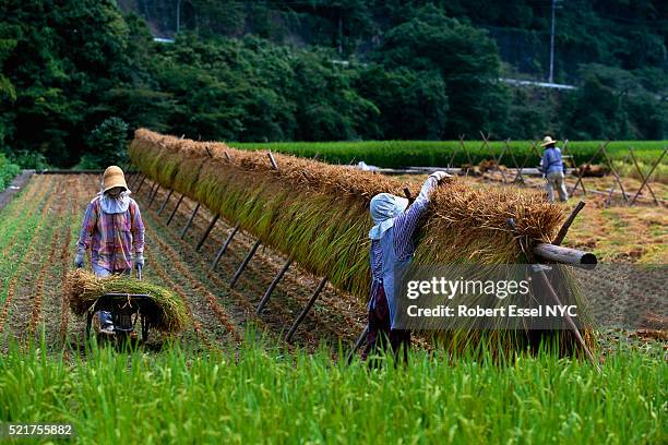 Drying Rice Fields 1,778 Drying Rice Stock Photos, High-Res Pictures, and Images - Getty ...