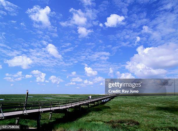 wooden jetty cutting through grassland - st peter ording stock pictures, royalty-free photos & images