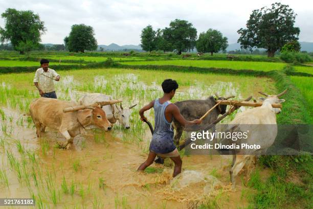 ho tribes men with bullocks in paddy field, chakradharpur, jharkhand, india - chakradharpur stock pictures, royalty-free photos & images