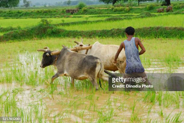 ho tribes man with bullocks in paddy field, chakradharpur, jharkhand, india - chakradharpur stock pictures, royalty-free photos & images