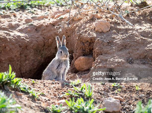 rabbit of field sat together with his burrow. ( species oryctolagus cuniculus.) - rabbit burrow stock pictures, royalty-free photos & images