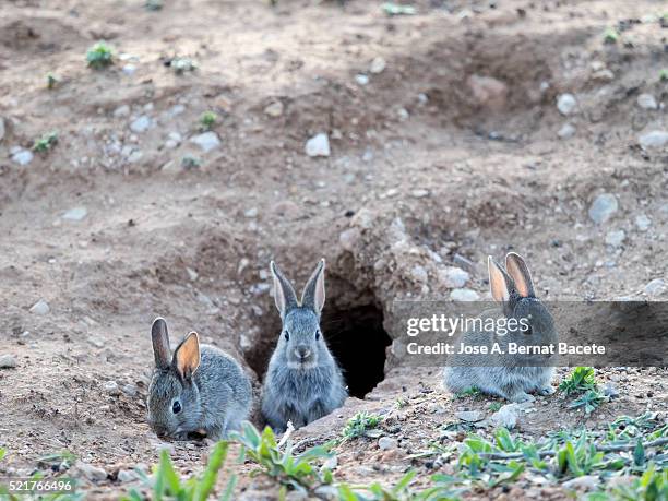 babies of field rabbits going out of his burrow,  ( species oryctolagus cuniculus.) - rabbit burrow stock-fotos und bilder