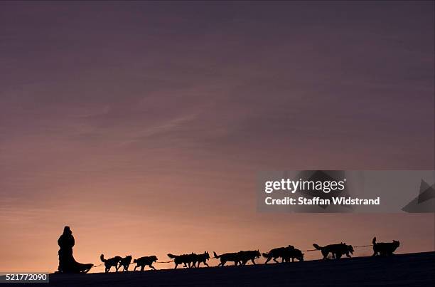 dog sledding in arctic light - dog sledding stock pictures, royalty-free photos & images