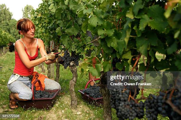 harvester picking wine grapes - gironde stock-fotos und bilder