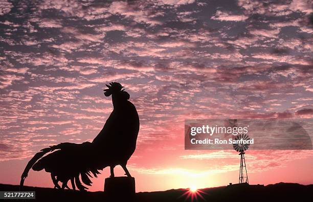 rooster crowing at sunrise - gallo fotografías e imágenes de stock