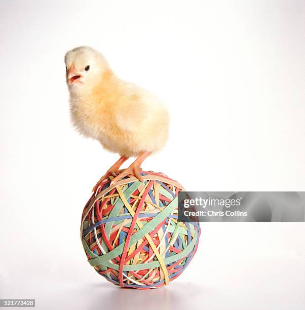 Chicken Balling 55 Bland Chicken Stock Photos, High-Res Pictures, and Images - Getty Images