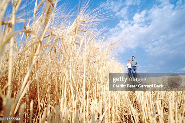 young couple standing on wheat field - concerned farmers stock-fotos und bilder