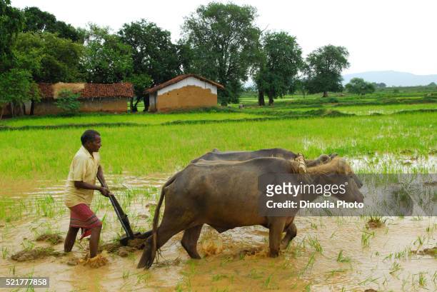 ho tribes men with buffaloes in paddy field, chakradharpur, jharkhand, india - chakradharpur stock pictures, royalty-free photos & images
