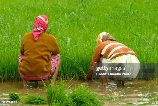 women sowing rice crop in paddy field, madh, malshej ghat, maharashtra, india - malshej ghat stock-fotos und bilder