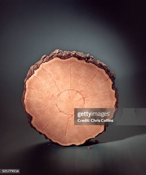 tree trunk cutaway - tree rings stock pictures, royalty-free photos & images