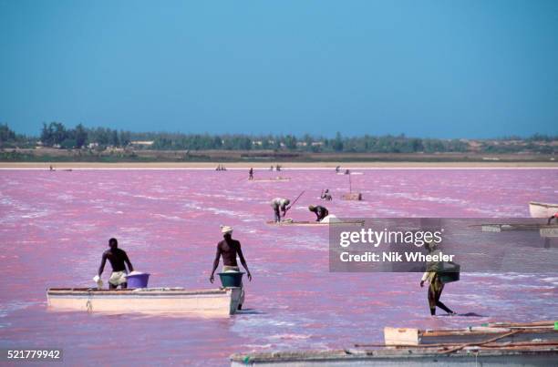 Salt gatherers wade in the shallow waters of Lac Rose, a pink, mineral-rich lake with deep salt deposits in its lakebed. Senegal. | Location: Lac...