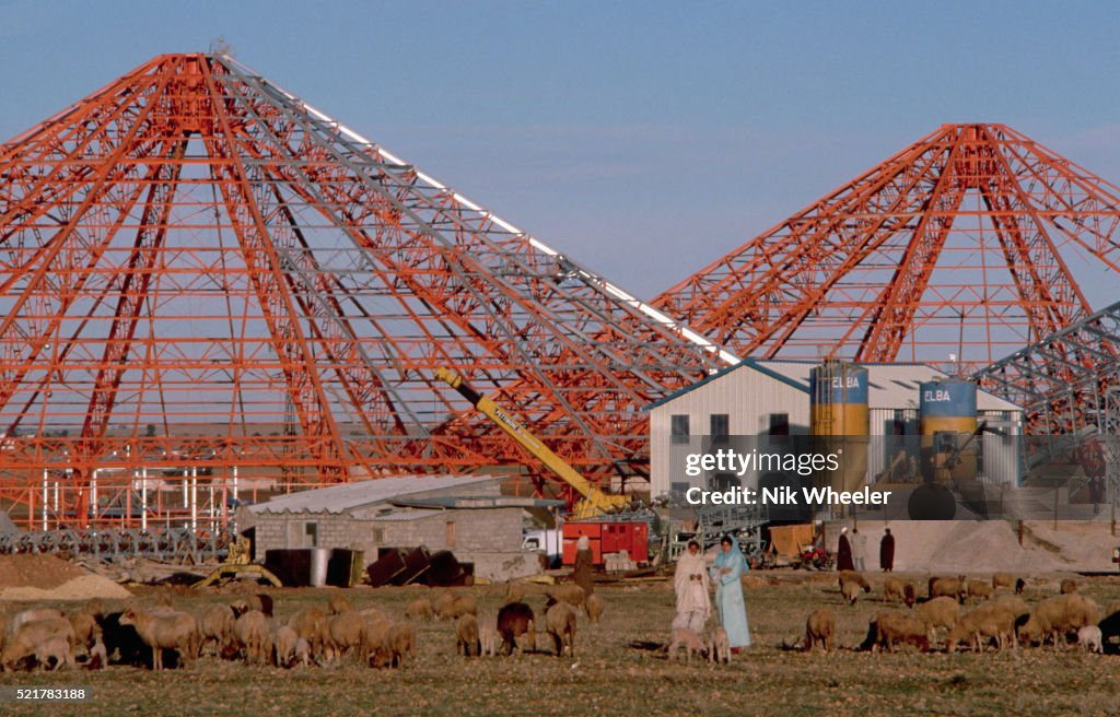 Grazing Sheep and Phosphate Mine