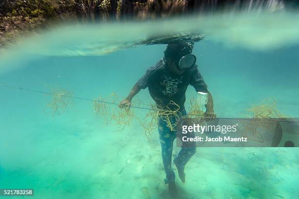 cultivating and harvesting seaweed - filipino farmer fotografías e imágenes de stock