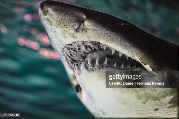 sand tiger shark - sand tiger shark stock pictures, royalty-free photos & images