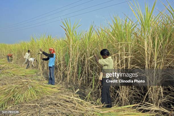 farmers harvesting sugarcane crops sacchrum officinarum, jabalpur, madhya pradesh, india - madhya pradesh farmers stockfoto's en -beelden