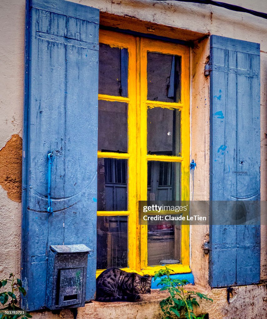 Window Cat