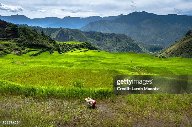 farmer planting in stone rice terrace - filipijnen stockfoto's en -beelden
