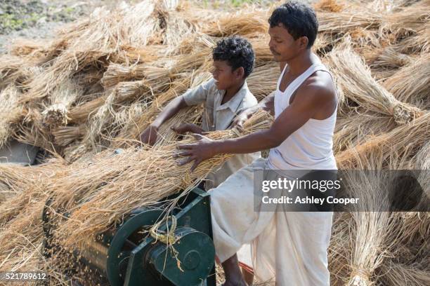 villagers in the sunderbans use a foot pedal powered machine for removing rice grains - the machine 2013 film stock-fotos und bilder