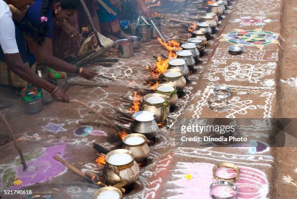1,388 Pongal Festival Photos and Premium High Res Pictures - Getty Images