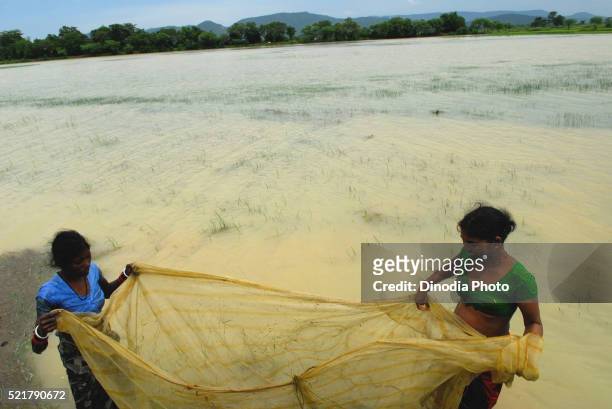ho tribes women catching fish from catchments area, chakradharpur, jharkhand, india - chakradharpur stock pictures, royalty-free photos & images