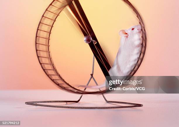 mouse on a wheel - mouse running stock pictures, royalty-free photos & images