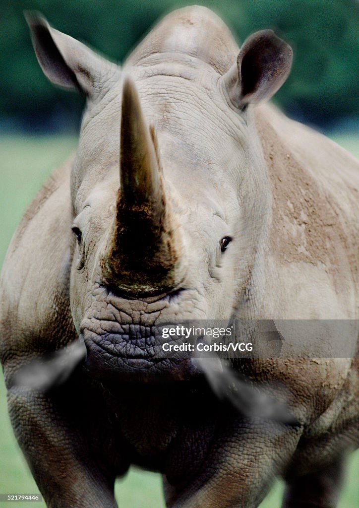 Charging Rhino