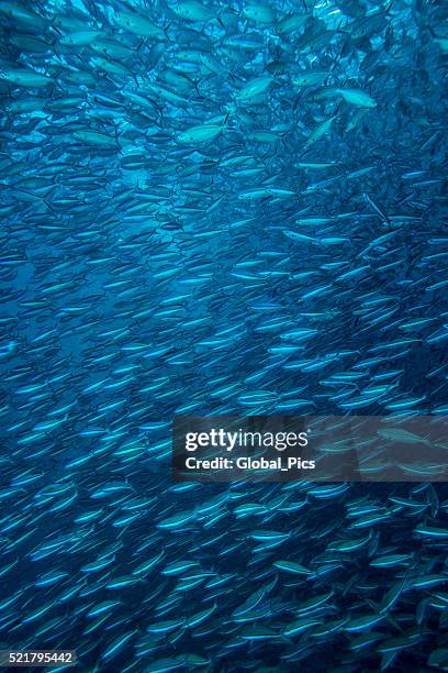 nage en banc compact - banc de poissons photos et images de collection