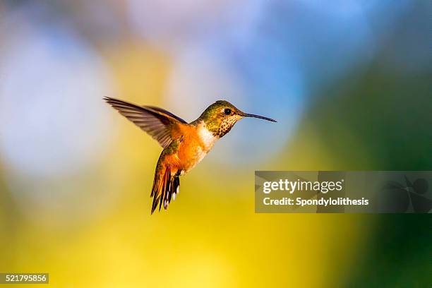 hummingbird in golden gate park, san francisco - annas hummingbird stock pictures, royalty-free photos & images