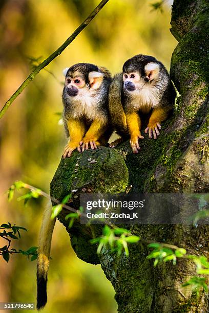 two squirrel monkeys sitting on gnarly tree - costa rica forest stock pictures, royalty-free photos & images