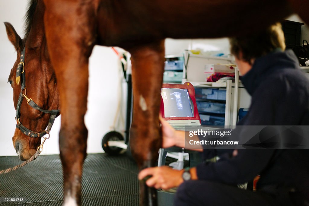 Fetlock ultrasound exam