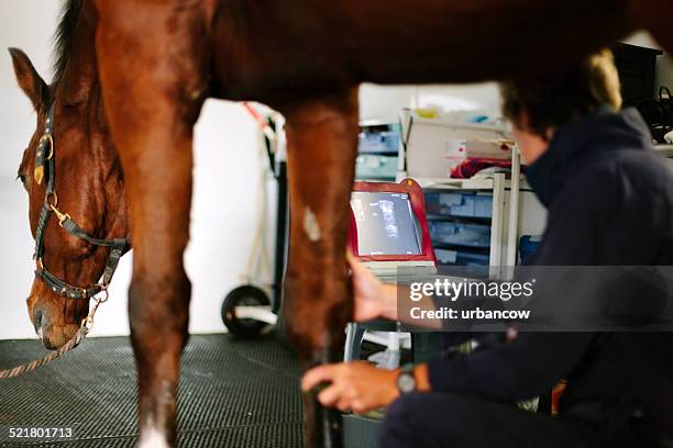 fetlock exame de ultra-som - animal hospital - fotografias e filmes do acervo