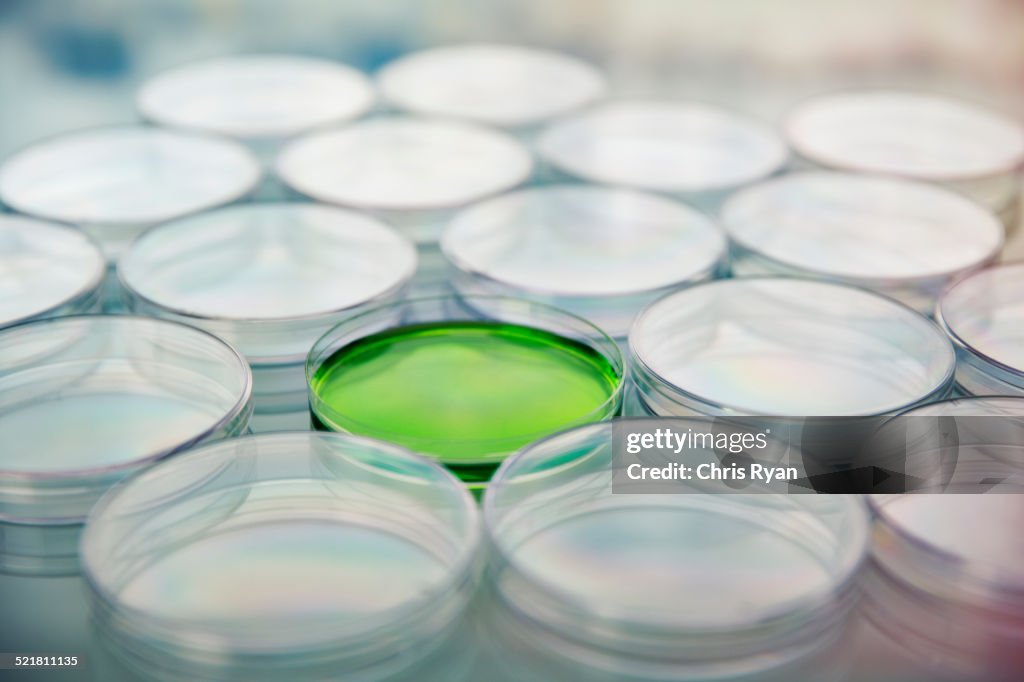 Green cultures in petri dish among empty dishes in lab