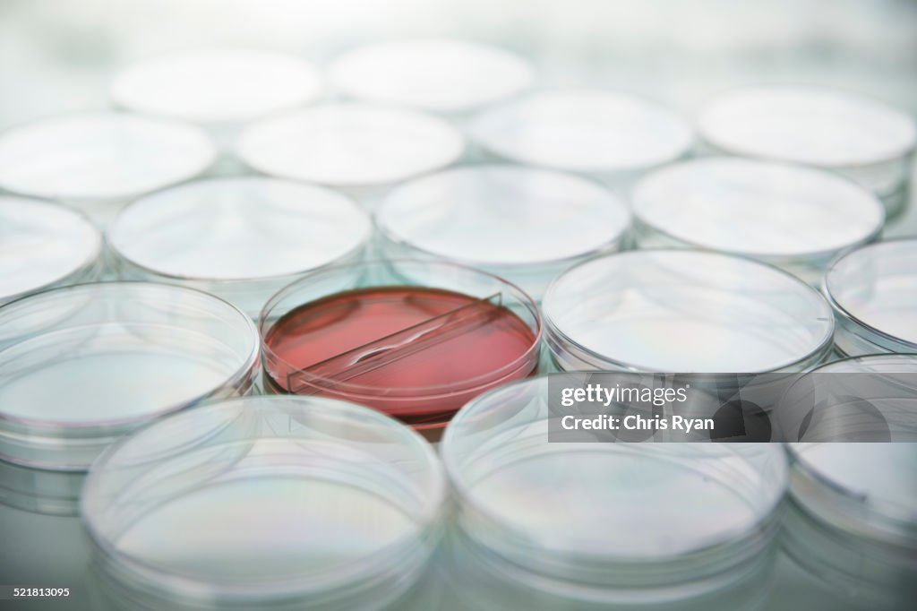 Red cultures in petri dish among empty dishes in lab
